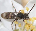 Nomada bella - photo 5