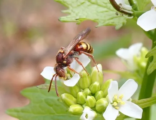 Nomada bethunei