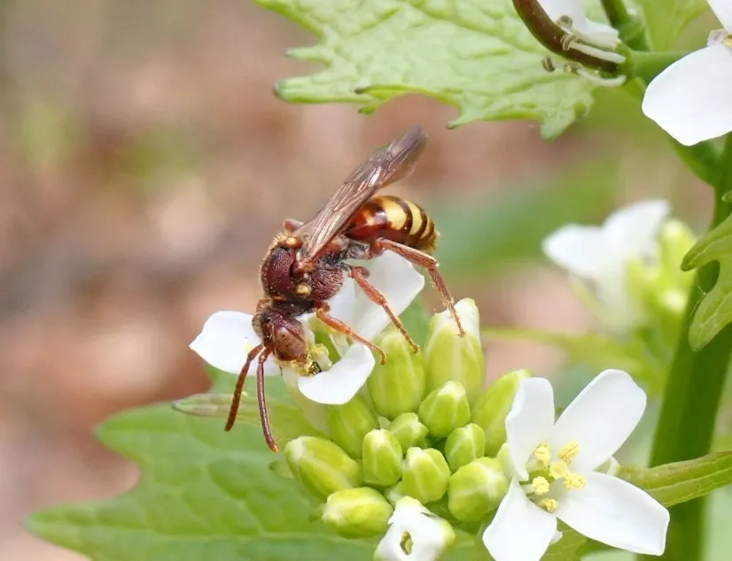 Nomada bethunei - photo 2