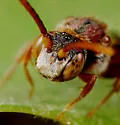 Cresson's Nomad Bee - photo 2
