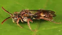Cresson's Nomad Bee - photo 3