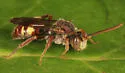 Cresson's Nomad Bee - photo 4