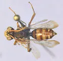Cresson's Nomad Bee - photo 5