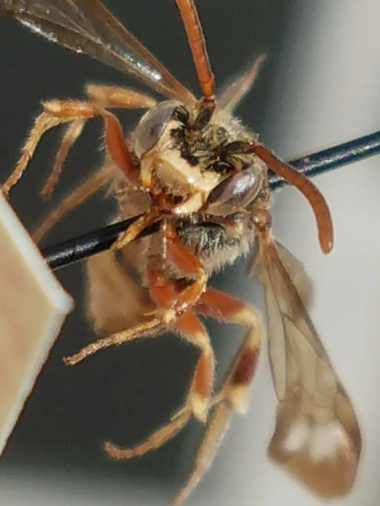 Nomada crotchii - photo 2