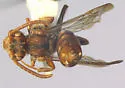 Nomada denticulata - photo 2