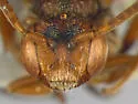 Nomada denticulata - photo 3