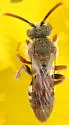 Nomada denticulata - photo 4