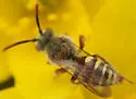 Nomada denticulata - photo 5