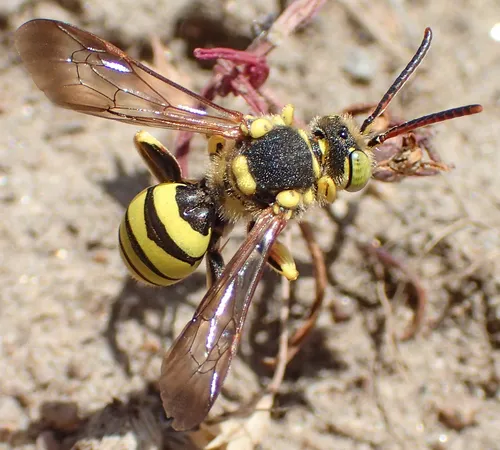 Nomada edwardsii - Nomada edwardsii