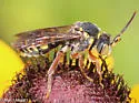 Nomada erigeronis - photo 2