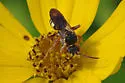 Nomada erigeronis - photo 3