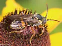 Nomada erigeronis - photo 4