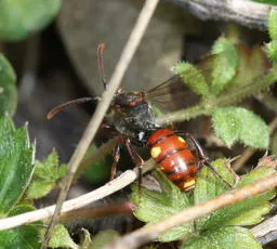 Nomada ferruginata - photo 2
