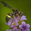 Nomada fervida