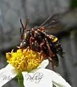 Nomada fervida - photo 2