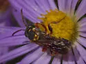 Nomada fervida - photo 3