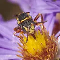 Nomada fervida - photo 4