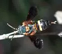 Nomada fervida - photo 5