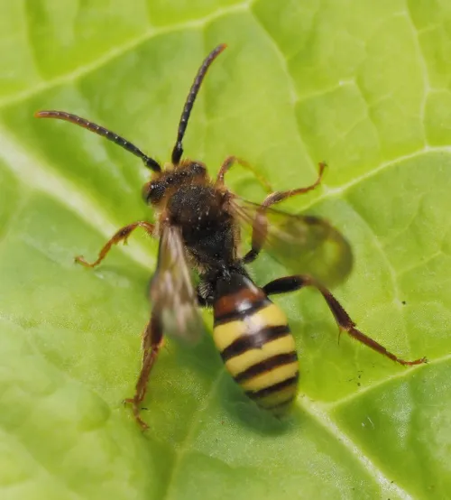 Nomada flava - photo 2