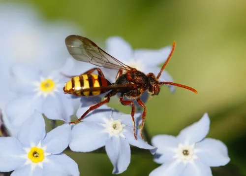 Nomada flava - photo 3