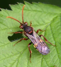 Nomada flava - photo 4