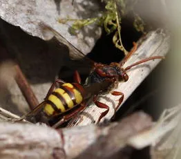 Nomada flava - photo 5