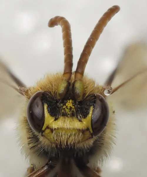 Nomada flava - photo 6