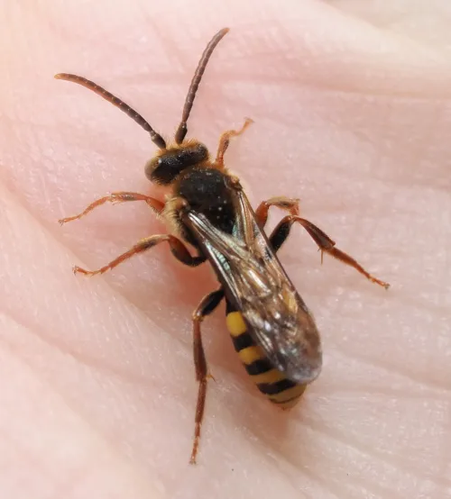 Nomada flava - photo 7