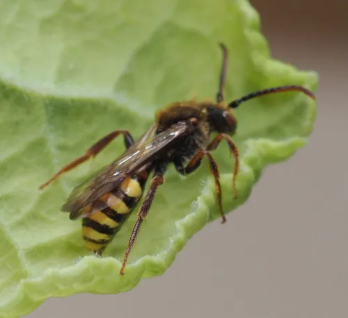 Nomada flava - photo 8