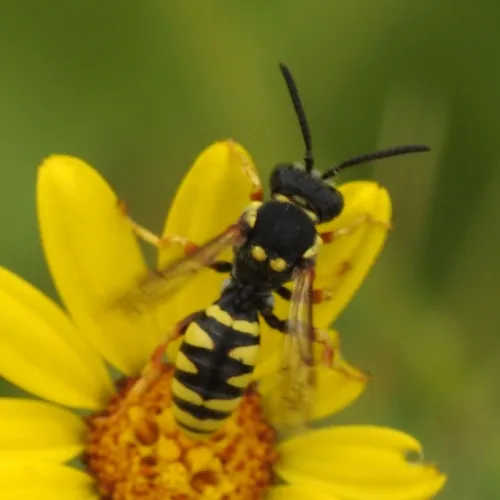 Blunthorn Nomad Bee