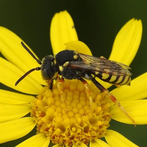 Blunthorn Nomad Bee - photo 2