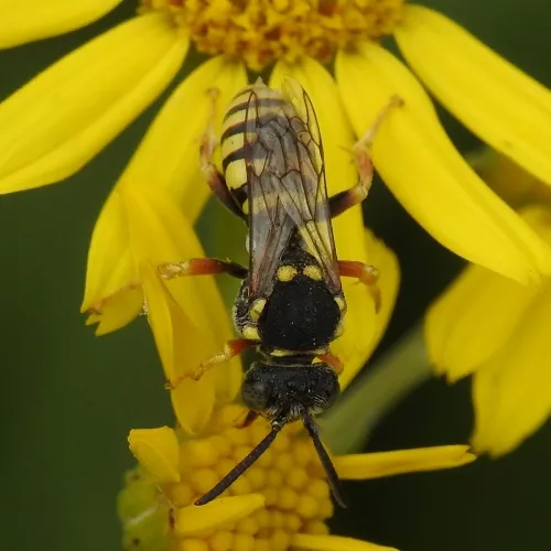 Blunthorn Nomad Bee - photo 3