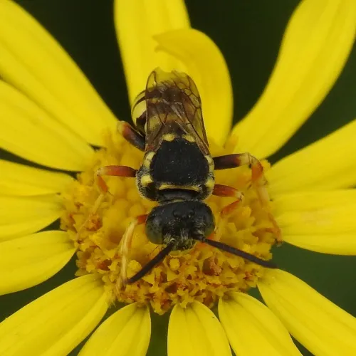 Blunthorn Nomad Bee - photo 4