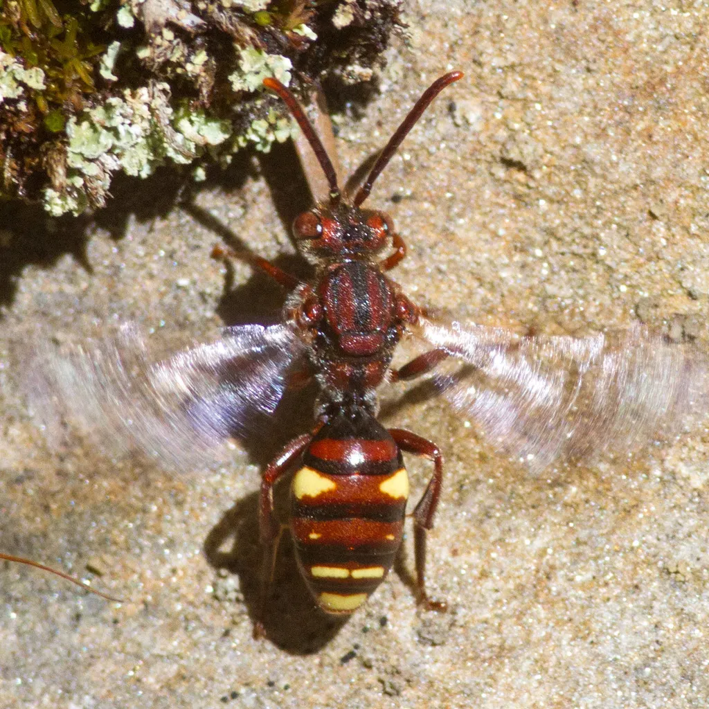 Nomada gracilis - photo 2