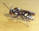 Nomada gutierreziae - photo 4