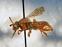 Nomada hemphilli - photo 2