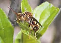 Nomada imbricata - Nomada imbricata