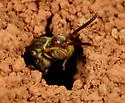 Nomada imbricata - photo 2