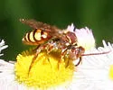 Nomada imbricata - photo 3