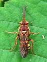 Nomada imbricata - photo 4