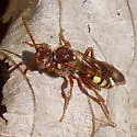 Nomada imbricata - photo 5