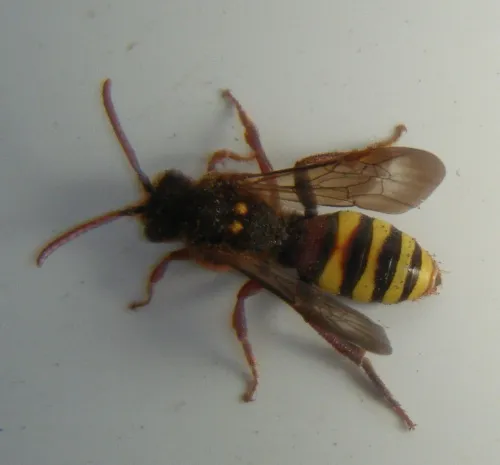 Nomada lathburiana