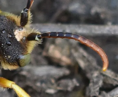Nomada lathburiana - photo 2