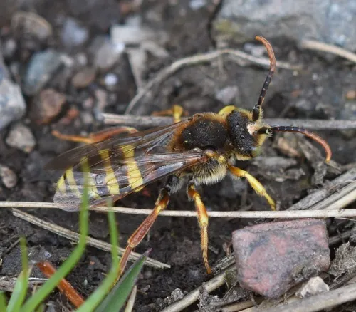 Nomada lathburiana - photo 3