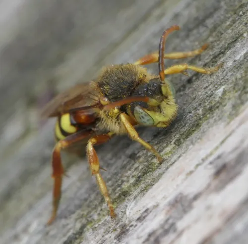 Nomada lathburiana - photo 4