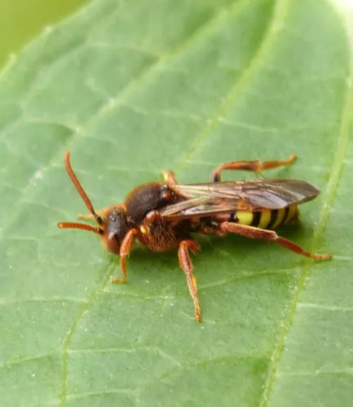 Nomada lathburiana - photo 5
