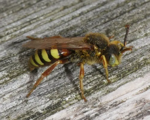Nomada lathburiana - photo 6