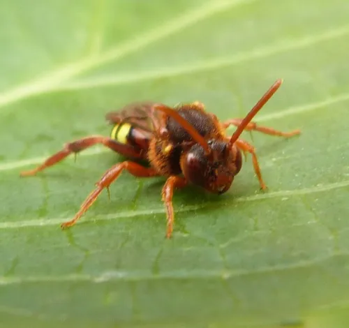 Nomada lathburiana - photo 7