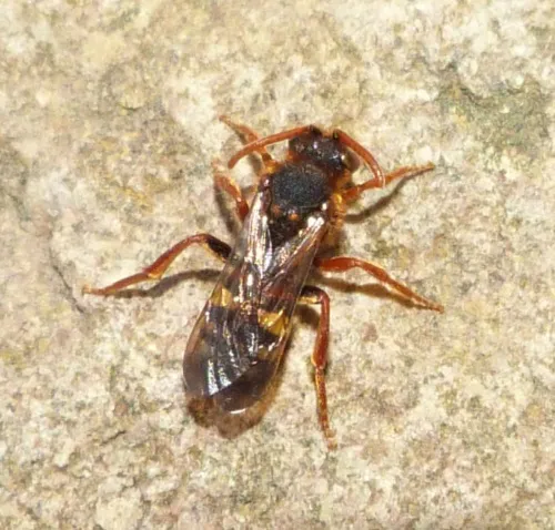 Nomada lathburiana - photo 8