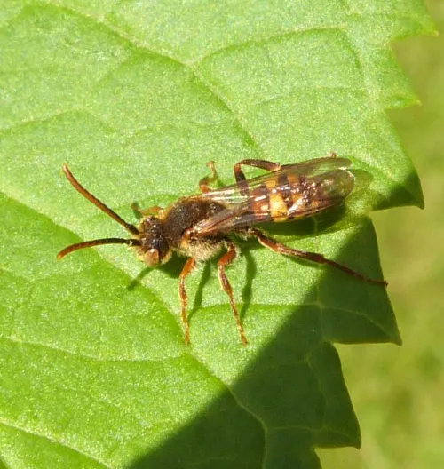 Nomada leucophthalma